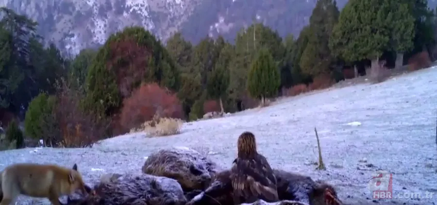 Kurt sürüsü köpeğe böyle saldırdı! Sahibi… 5