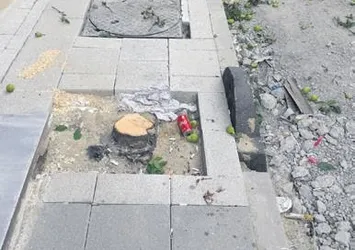 CHP'li belediye ağaçları kesti vatandaş isyan etti!