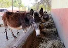 Eşek sütü üreticisi iflasın eşiğinde