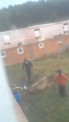 Sakarya’da hayvana işkence! 'Geber' diye sopayla dövüp sonra kesti - 1