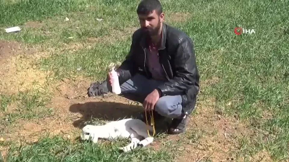 Kilis’te dünyaya gelen kuzu görenleri hayrete düşürdü