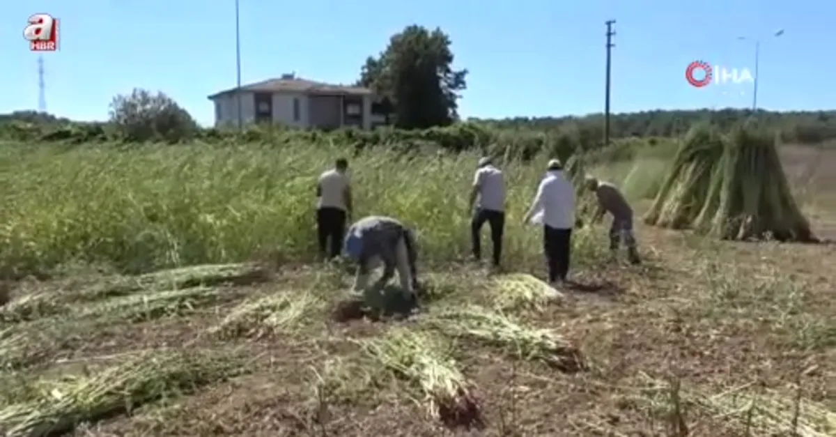 Altın susamda hasat başladı