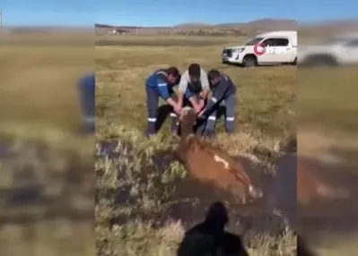 Bataklığa saplanan inek kurtarıldı