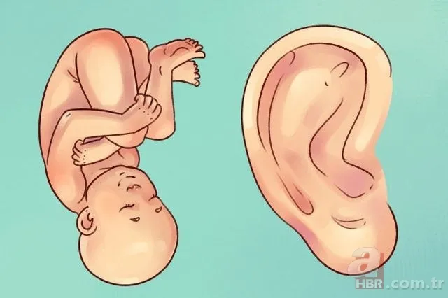 Kulak memesindeki çapraz çizgi ne işe yarar? 15