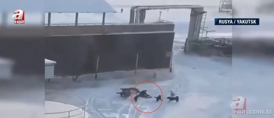 Köpekler aniden etrafını sardı! Dakikalarca ölüm kalım mücadelesi verdi ama... 2