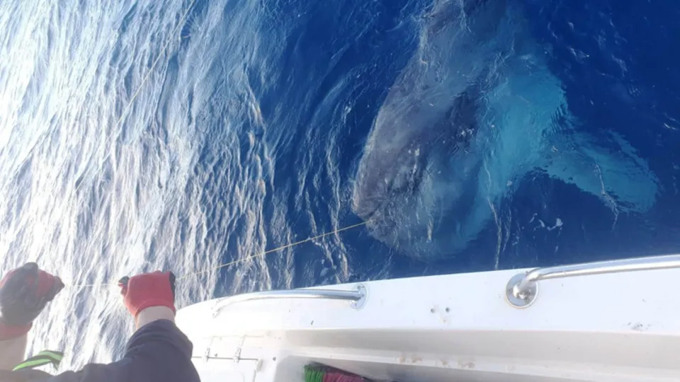 Balıkçıların oltasına takıldı! Dev balık hayrete düşürdü