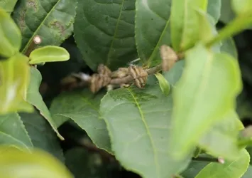 Doğu Karadeniz’i istila eden ‘vampir kelebek’