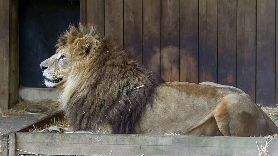 Aslan'dan hiç beklenmedik hareket!