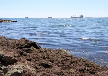 Tekirdağ'da sahillere kızıl yosunlar vurdu