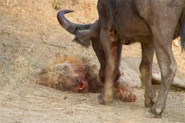 Sırtlanların arasında tek başına kalan aslanın mucize kurtuluşu! Son anda öyle şeyler oldu ki...