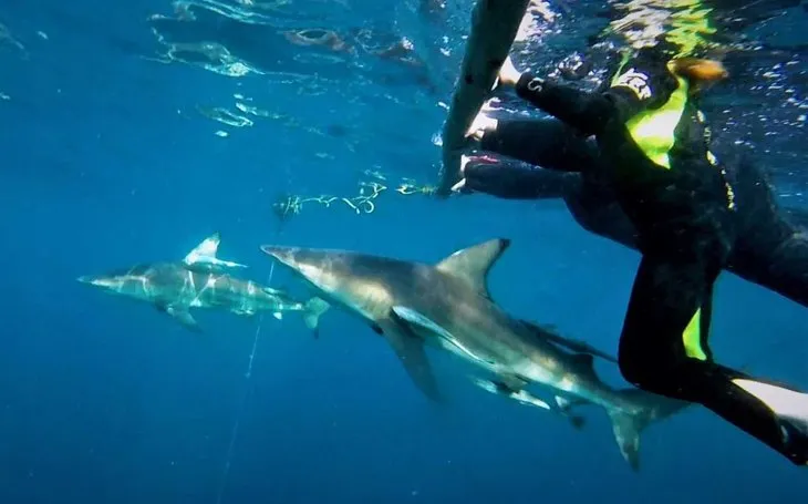 Son dakika: Sahilde köpek balığı paniği! Tatilcilere kritik uyarı