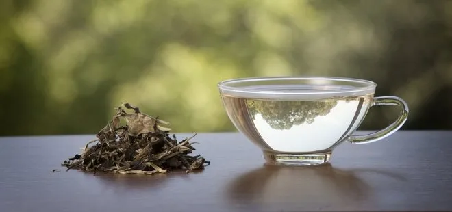 Beyaz çayın kilosu 600 liradan satın alınacak! Beyaz çayın faydaları nelerdir? Hangi rahatsızlıklara iyi geliyor?