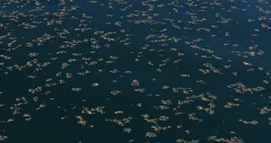 Van Gölü’nde korkutan manzara!