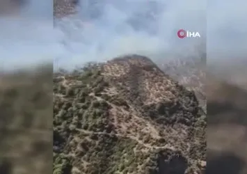Aydın'da zeytinlik yangını panik yarattı