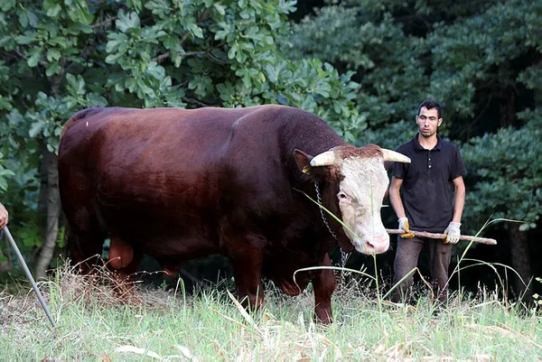 Kurban Bayramı’na sayılı günler kaldı! 2023 kurbanlık fiyatı ne kadar? İşte ortaya çıkan rakamlar
