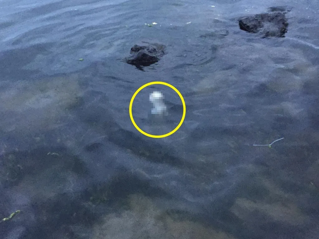 son dakika samsun da soke eden olay denizde cenin bulundu son dakika samsun da soke eden olay denizde cenin bulundu