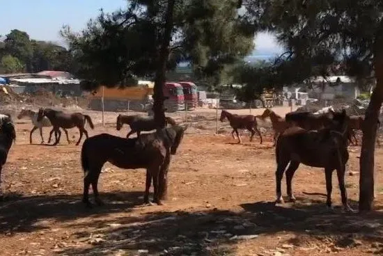 CHP'nin sahip çıkamadığı atlar TBMM komisyonunda konuşuldu! CHP ve Murat Ongun çığlıkları yok saydı - 8