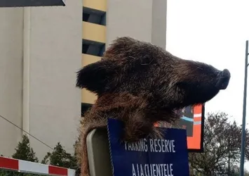 Fransa'da Müslümanlara alçak saldırı! Hadlerini iyice aştılar