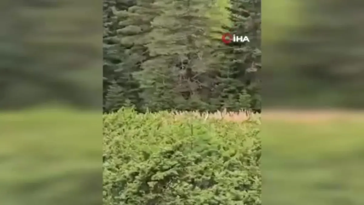 Kastamonu'da kızıl geyik görüntülendi