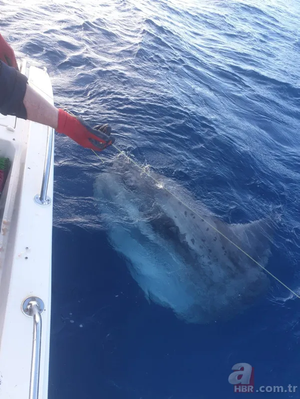 Balıkçıların oltasına takıldı! Hayrete düşürdü 2