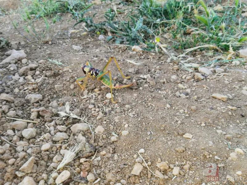 Son dakika: Türkiye'de görülen et yiyen çekirge şehri alarma geçirdi! Vatandaşlar tedirgin 2