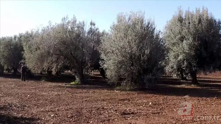 Enerji ve Tabii Kaynaklar Bakanlığı’ndan zeytinliklerle ilgili algı operasyonuna cevap! Zeytin ağaçları ne olacak?