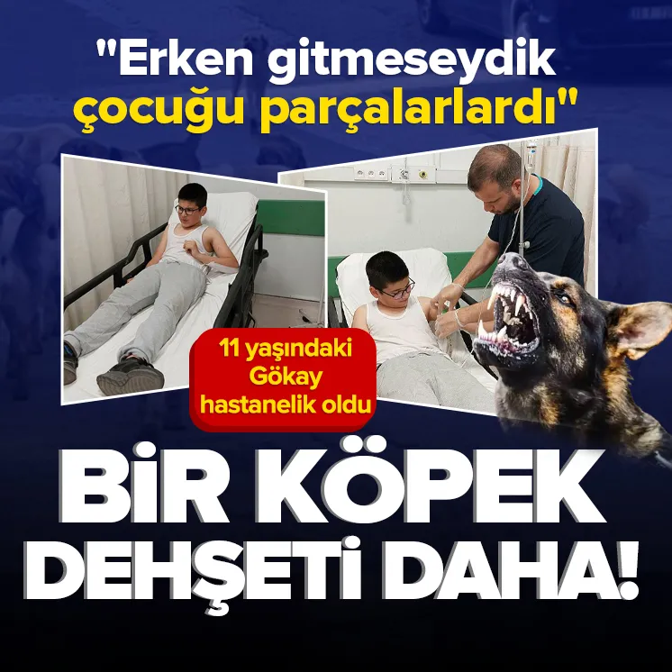 Samsunda köpek dehşeti!