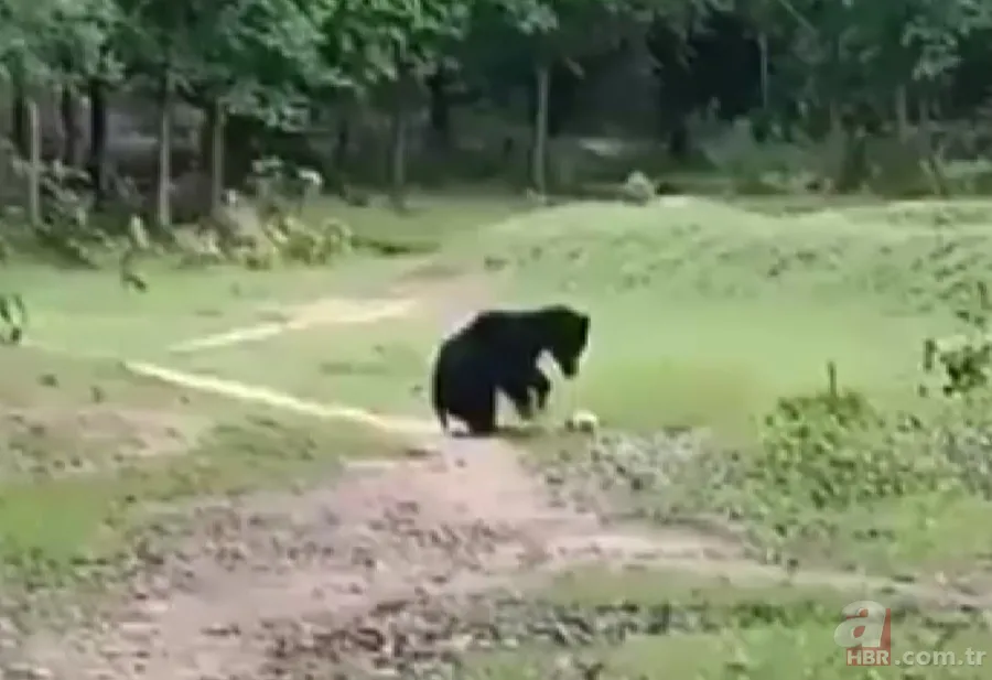 Ayılardan futbol resitali! Sosyal medyayı sallayan anlar 4
