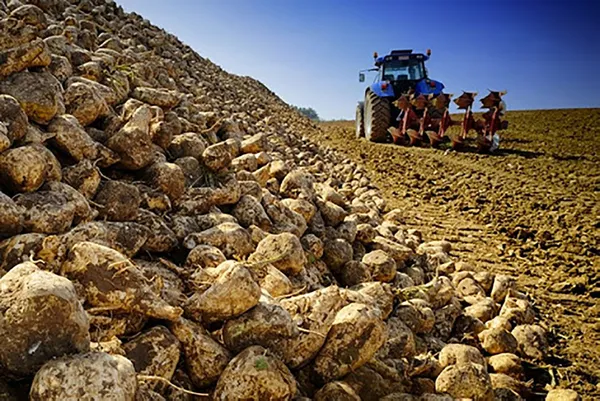 Devlet stokçunun peşine düştü şeker fiyatı indi