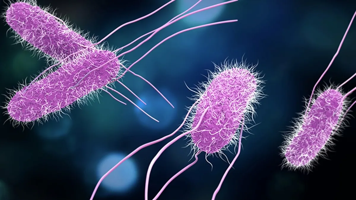 Salmonella'dan nasıl korunuruz? Enfeksiyonu ölümcül olabilir! Gıda üreticileri dikkatli olmalı