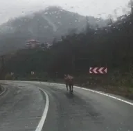 Ahırdan kaçtı!