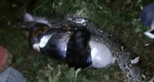 Endonezya'da 7 metrelik piton insan yuttu - 2