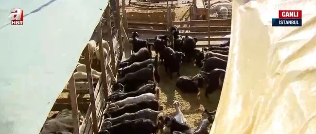 Bayramın 3. gününde kurban pazarları! Elde kalan kurbanlıklar ne olacak?