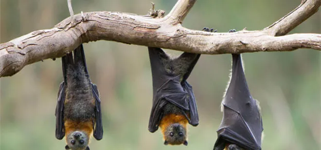 Bilim insanları araştırıyor! Yeni kabus nipah virüsü mü?