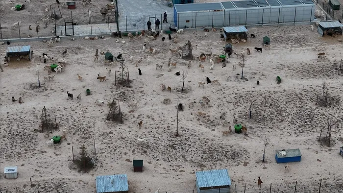 ac-susuz-kopekler-birbirini-parcaladi-barinakta-vahset-iddiasi-1769026144541.jpg FOTOĞRAF: İHA