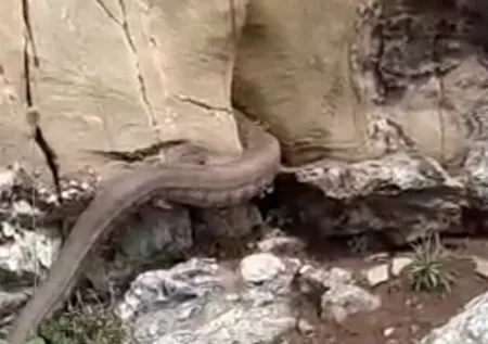 Sıcaklarla birlikte ortaya çıktılar! Kayalıklar arasında görülen 2 metrelik dev yılan...