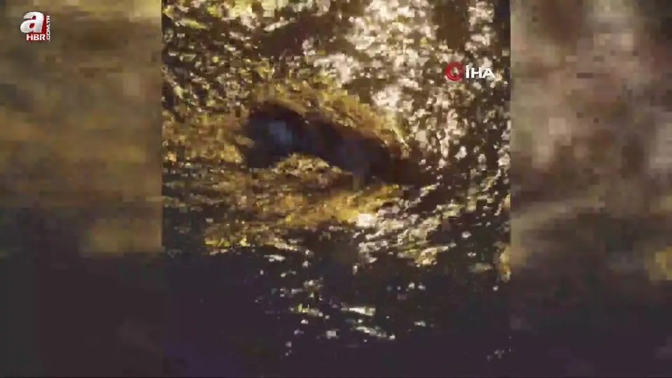 Zonguldak’ta su samuru görüntülendi