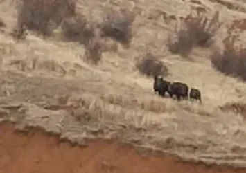 Çoban köpeği domuz sürüsünü böyle kovaladı