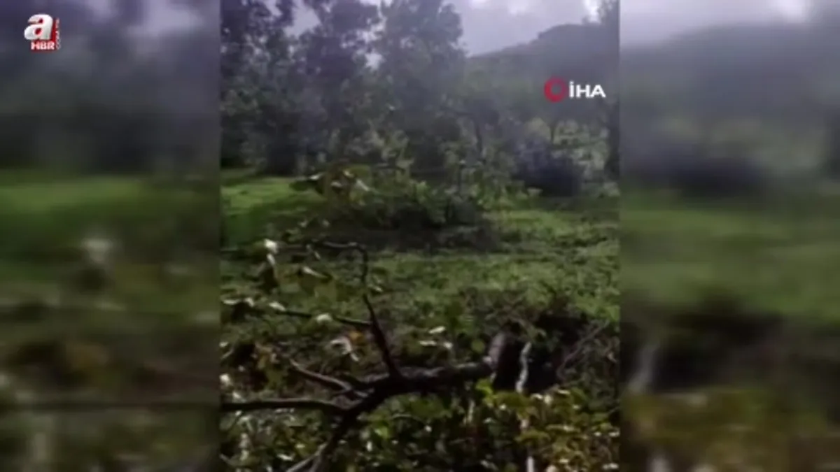 Balıkesir'de hortum ağaçları kökünden söktü bir işletmeyi yerle bir etti