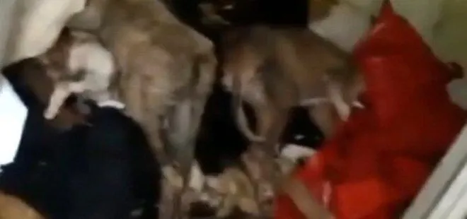 CHP’li Antalya Büyükşehir Belediyesi’ne ait hayvan barınağında dehşet!