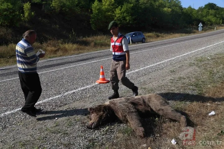 Kastamonu'da aracın çarptığı bozayı telef oldu 3