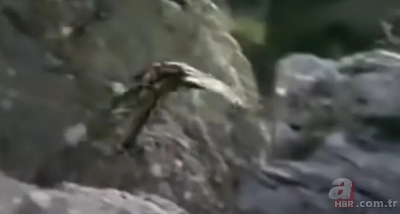 Dev kartalın nefes kesen kurt avı! Anne kurdun hatası pahalıya mal oldu 16