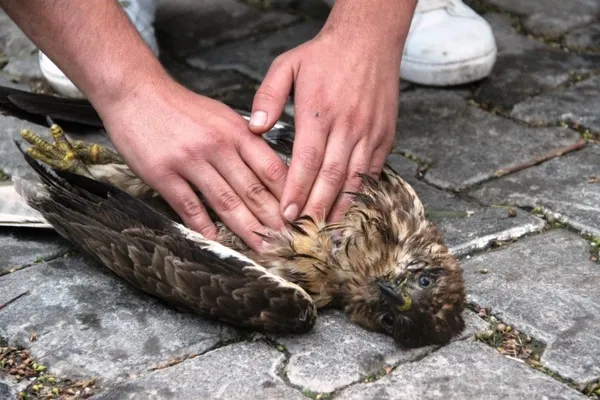 Kalbi duran şahin için seferber oldular! Sosyal medya o anları konuşuyor - 6