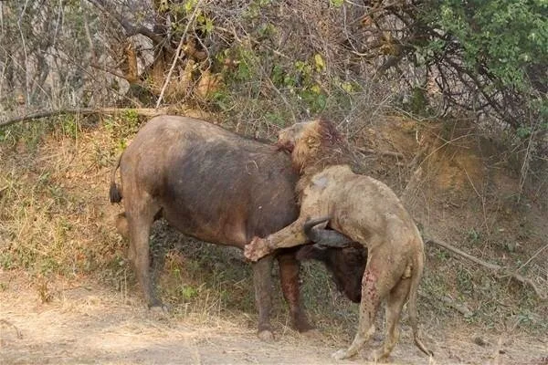 Sırtlanların arasında tek başına kalan aslanın mucize kurtuluşu! Son anda öyle şeyler oldu ki...