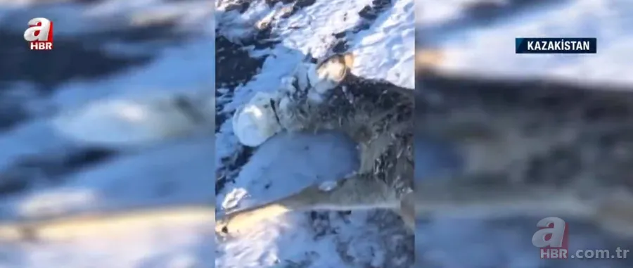 Soğuktan yüzünün tamamı dondu! Başı buz kütlesine dönen karaca böyle kurtarıldı 2