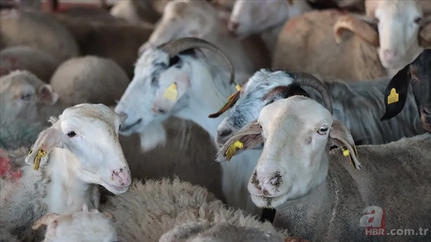 Kurban bayram namazından önce kesilir mi? DİYANET Kurban kesim vakti ne zaman başlayıp, sona erer? 4