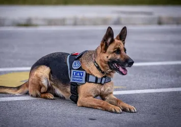 K9 köpekleri koronavirüse karşı eğitiliyor