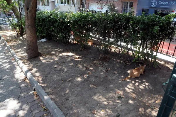 Abbasağa Parkı’nı kaderine terk ettiler! CHP’li Beşiktaş Belediyesinden skandal savunma