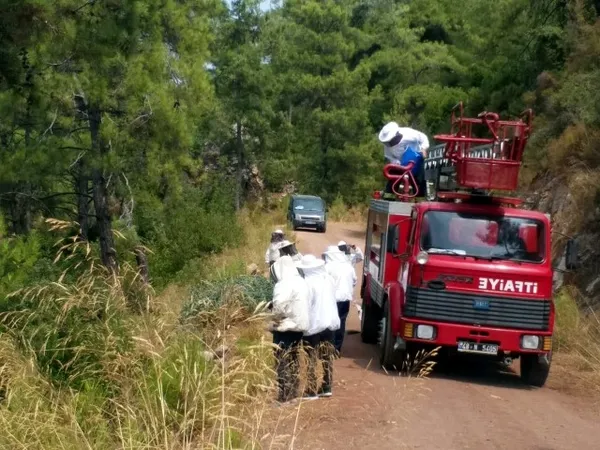 Komyonet şarampole devrildi! Kasasındaki 3,5 milyon arı etrafa saçıldı - 5