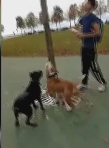 Maltepe'deki pitbull vahşetinde 3 gözaltı - 5